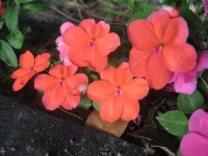 Impatiens - on of my grandmother's favorite flowers.